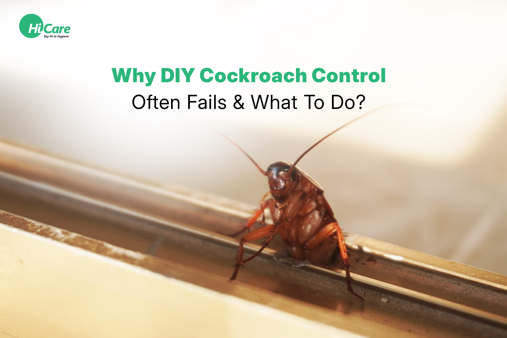 Why DIY Cockroach Control Often Fails & What To Do?