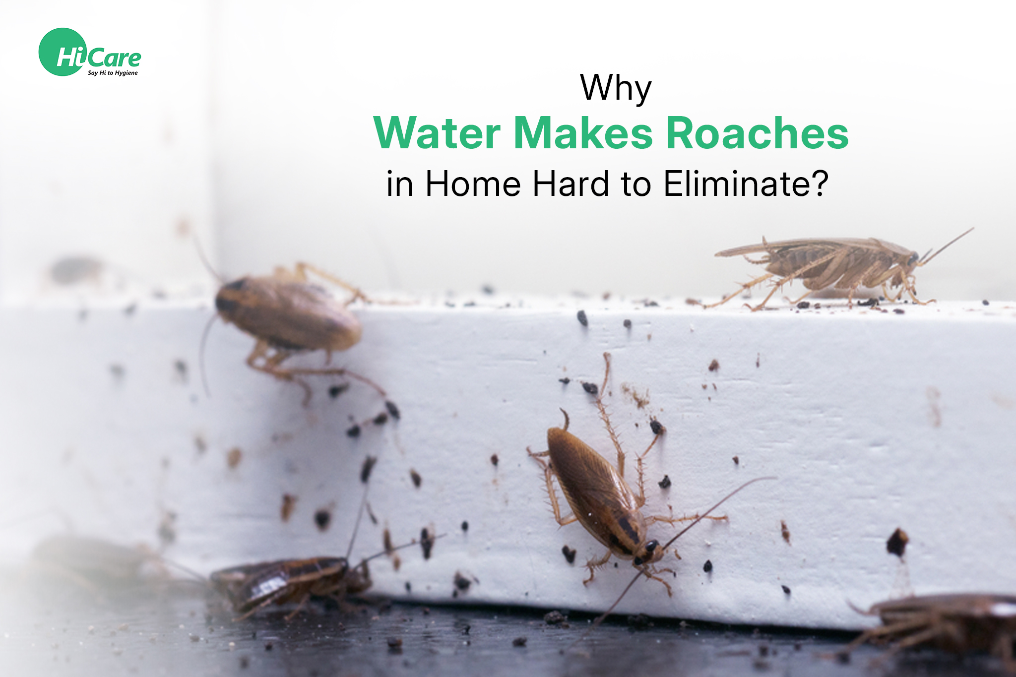 Why Water Makes Roaches in Home Hard to Eliminate?