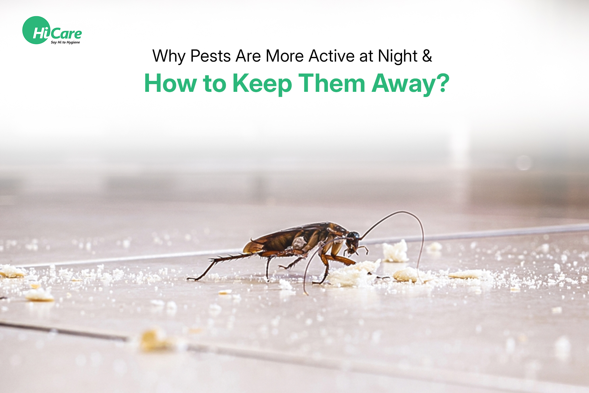 Why Pests Are More Active at Night & How to Keep Them Away?