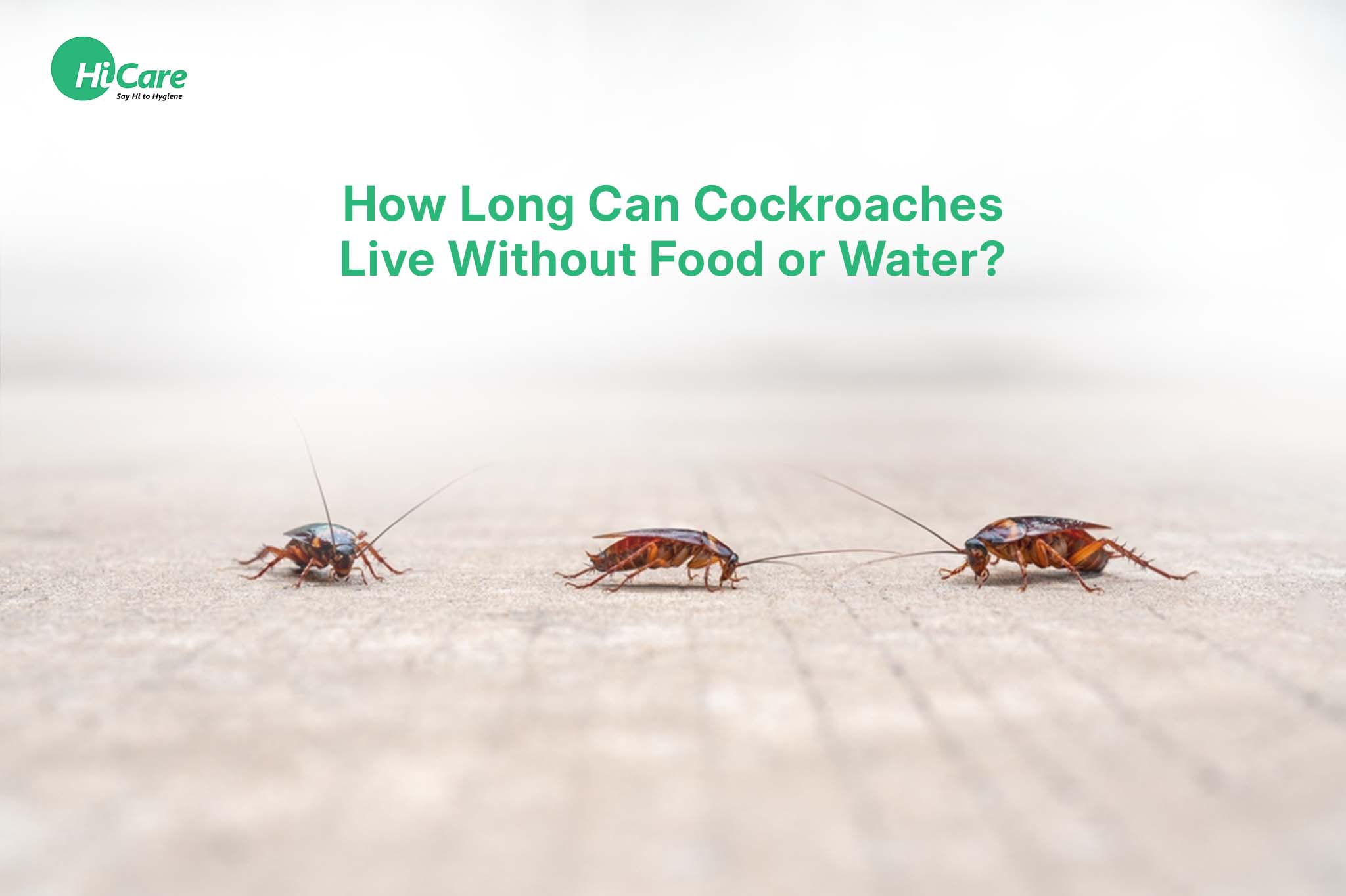 How Long Can Cockroaches Live Without Food or Water?