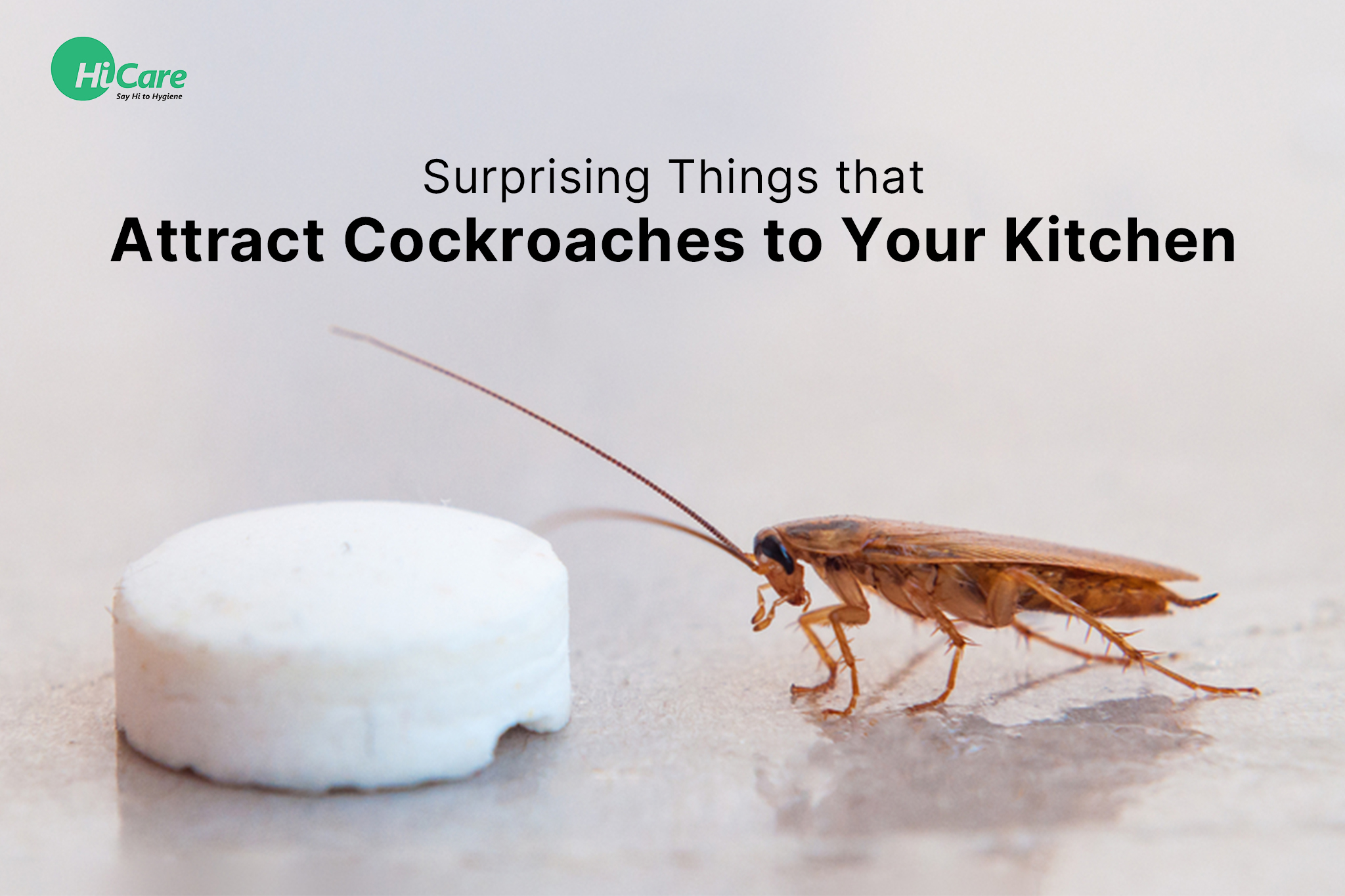 10 Surprising Things that Attract Cockroaches to Your Kitchen