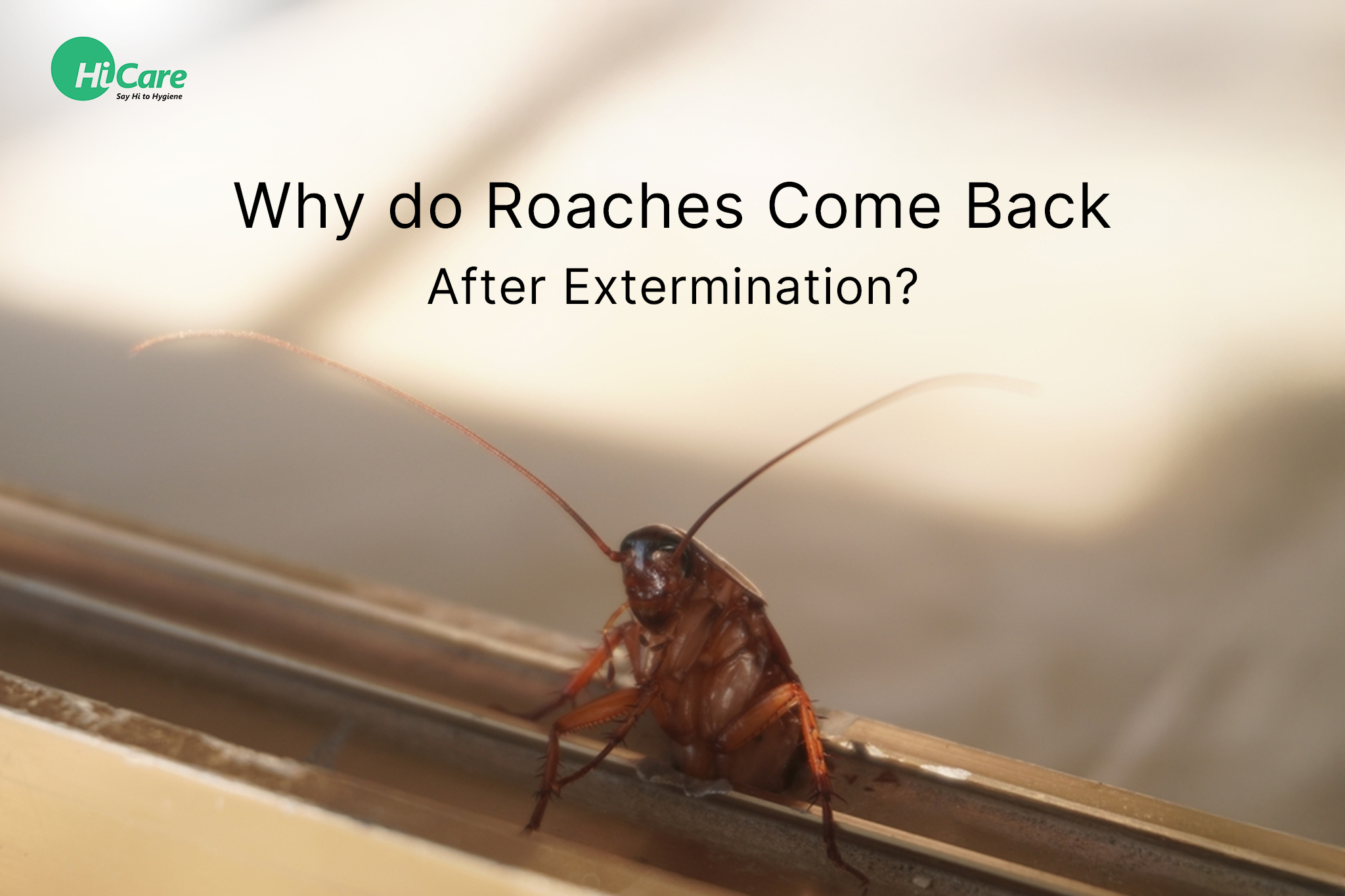 Why do Roaches Come Back After Extermination?
