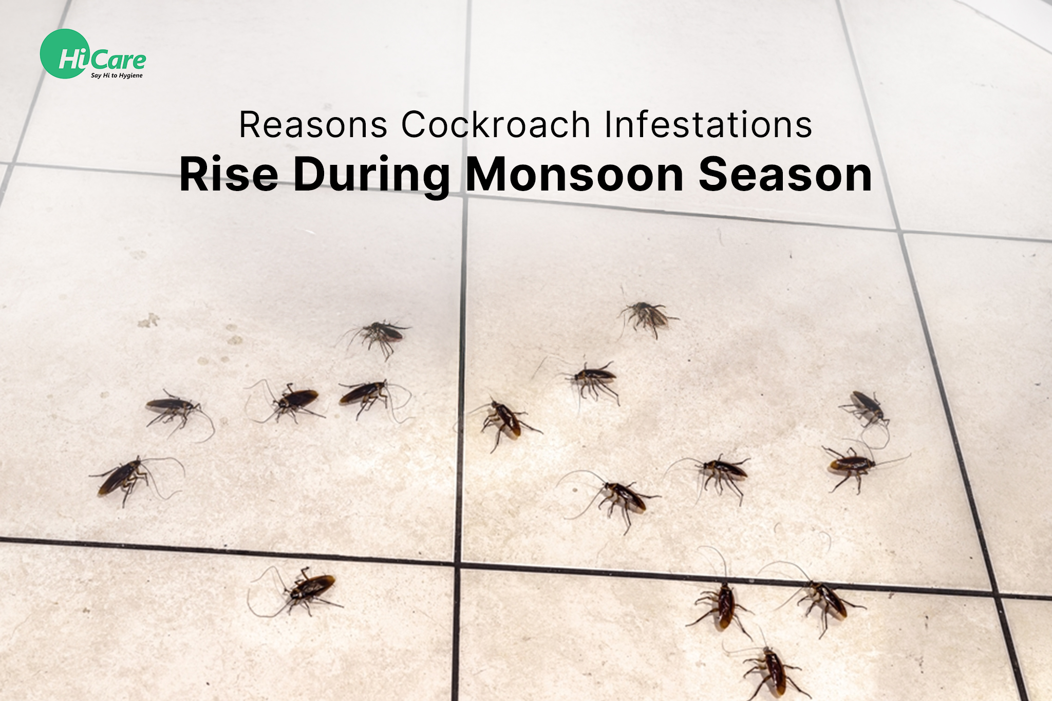 10 Reasons Cockroach Infestations Rise During Monsoon Season