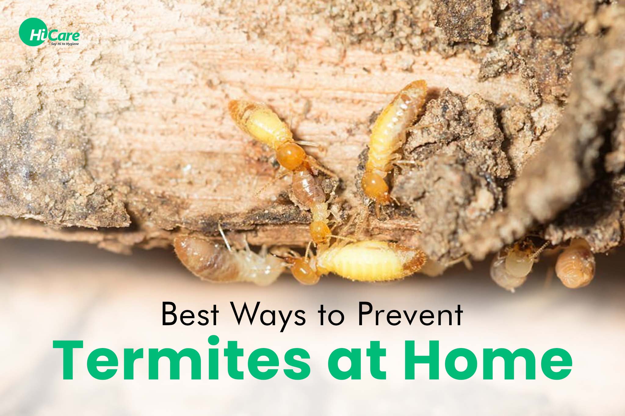 Top 10 Best Tips to Prevent Termites at Home | HiCare – HiCare (A ...
