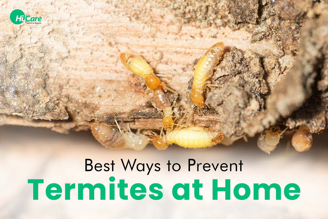10 Best Ways to Prevent Termites at Home