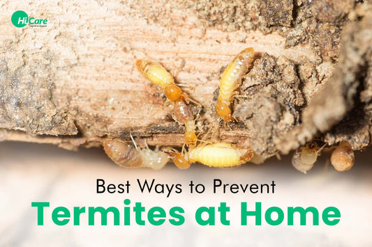 10 Best Ways to Prevent Termites at Home
