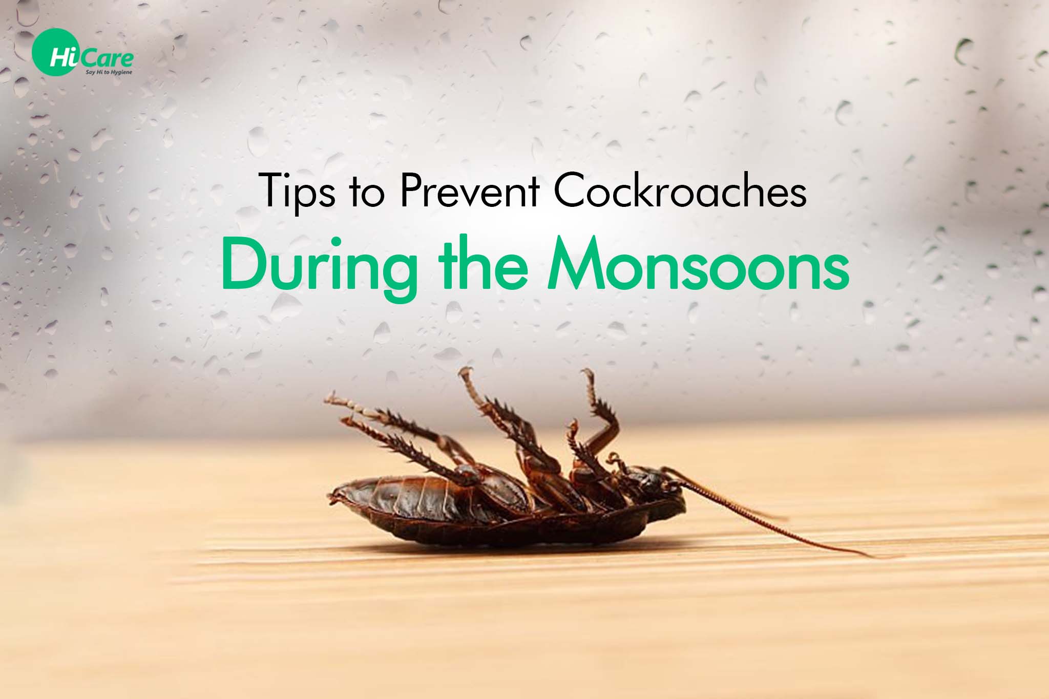 Top 10 Tips to Prevent Cockroaches During Monsoon | HiCare – HiCare (A ...