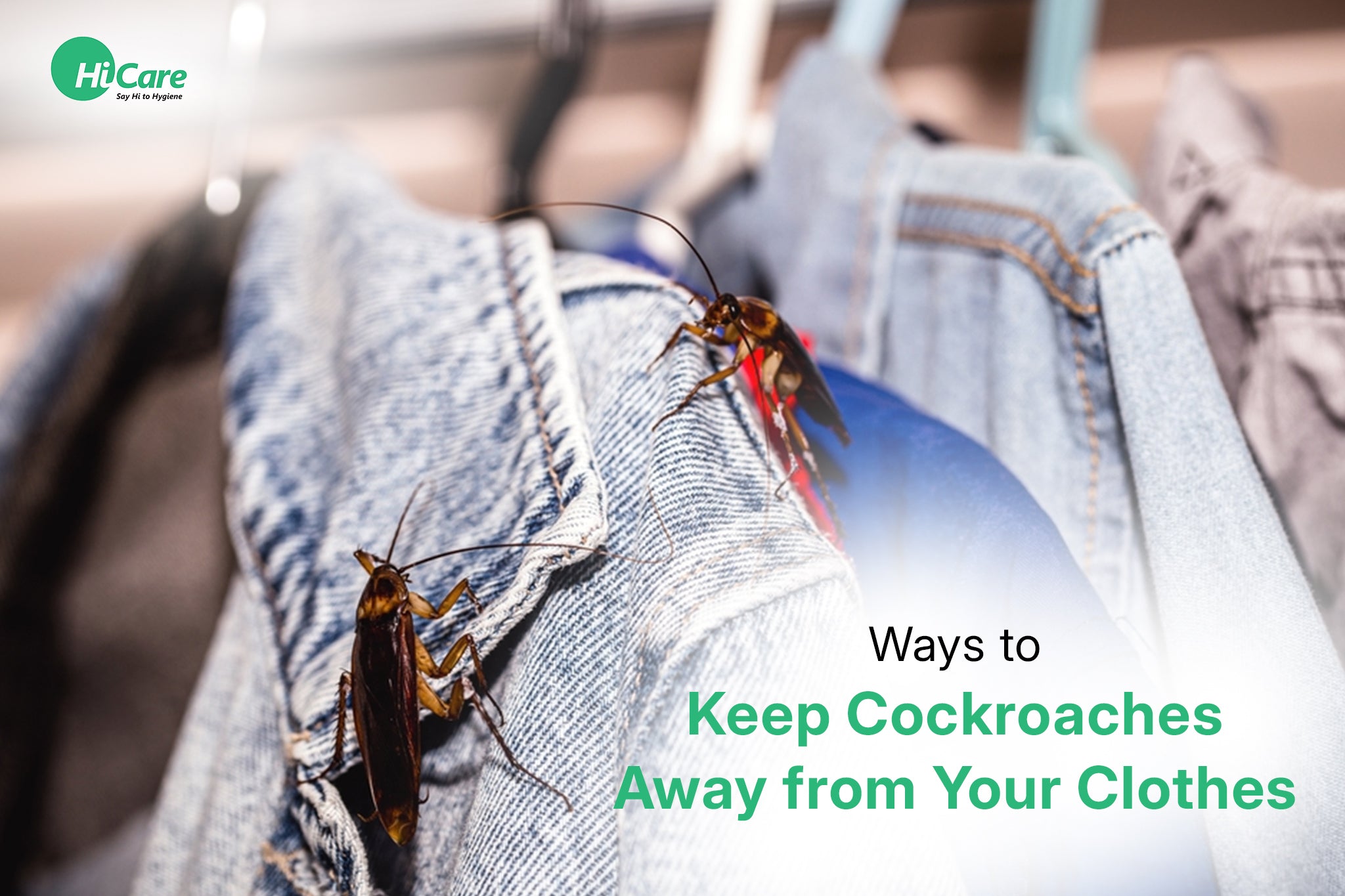 10 Ways to Keep Cockroaches Away from Your Clothes | HiCare – HiCare (A ...