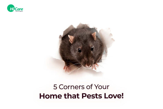 5 Corners of Your Home that Pests Love!