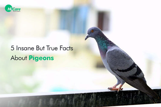 5 Insane But True Facts About Pigeons You Should Know About