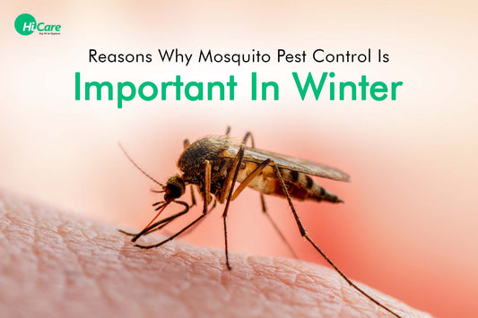 5 Reasons Why Mosquito Pest Control Is Important In Winter