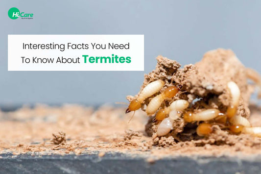 6 Interesting Facts You Need To Know About Termites
