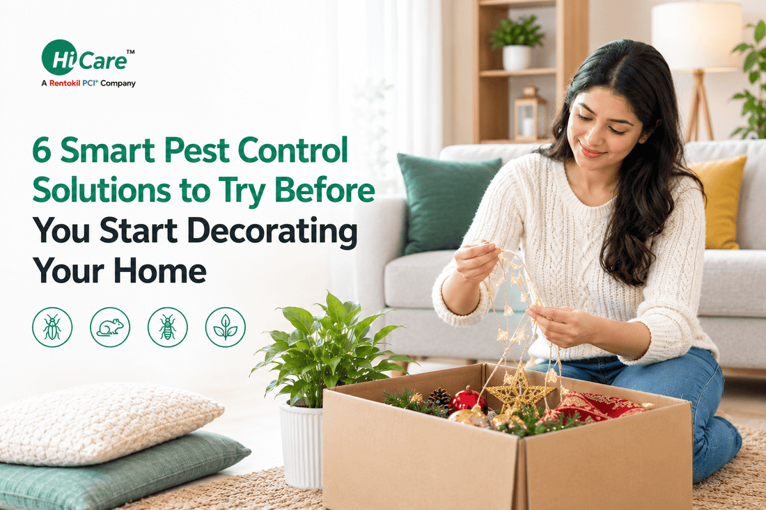 Pest control solutions before decorating your home