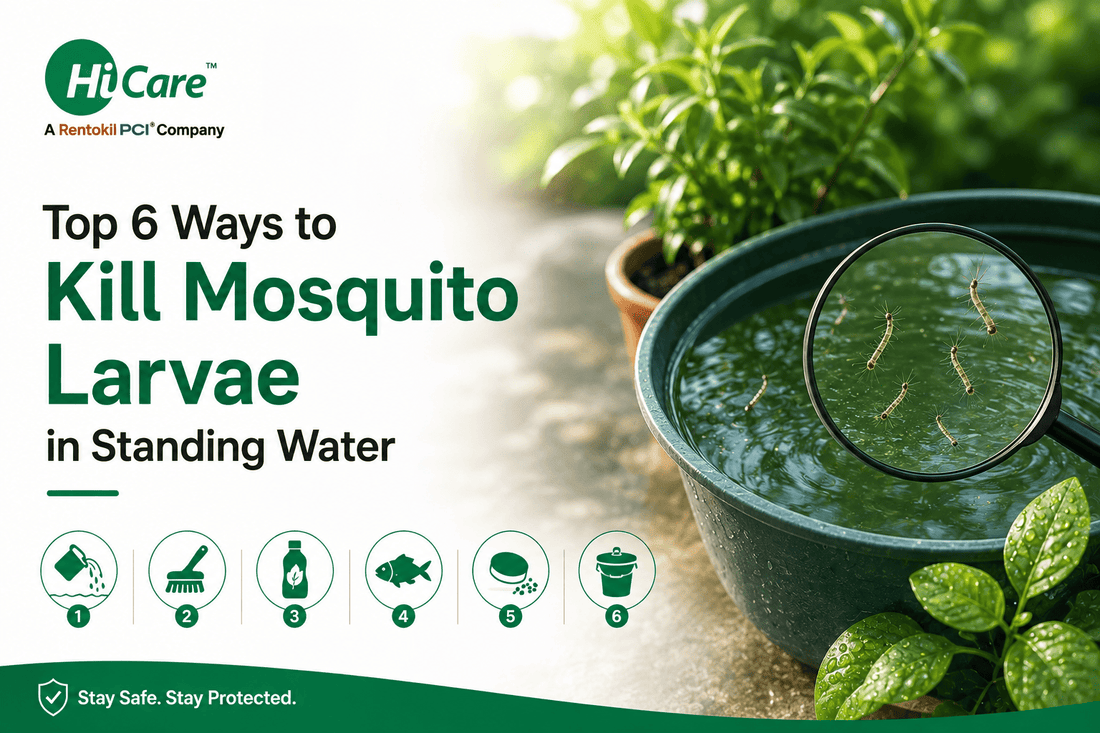 Top 6 ways to kill mosquito larvae in standing water