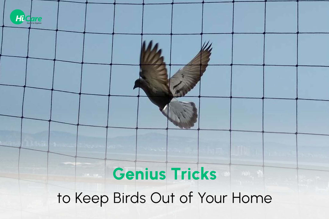 7 Genius Ways to Keep Birds Away From Your Home