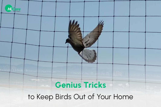 7 Genius Ways to Keep Birds Away From Your Home