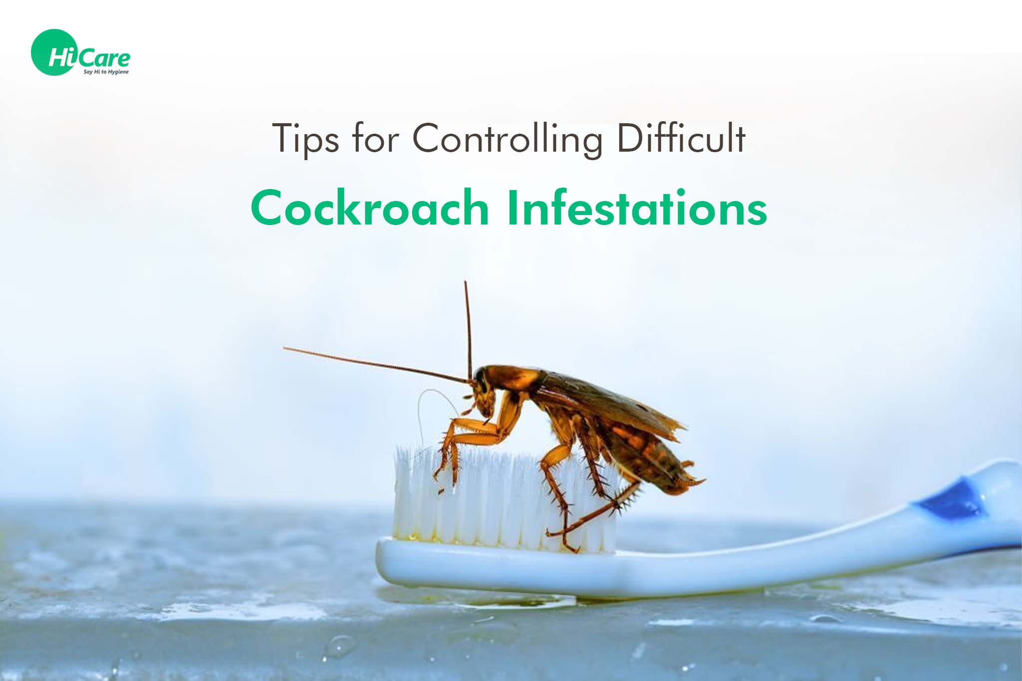 7 Tips on How to Control Difficult Cockroach Infestations at Home ...