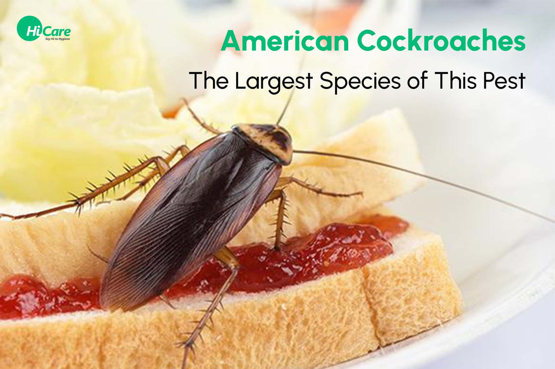 American Cockroaches - The Largest Species of This Pest