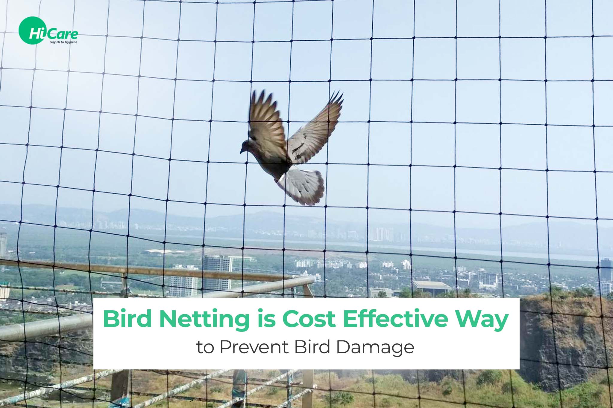 Bird Netting: How to Keep Birds Away Effectively | HiCare – HiCare (A ...