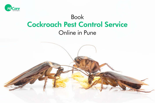 Book Cockroach Pest Control Service Online in Pune
