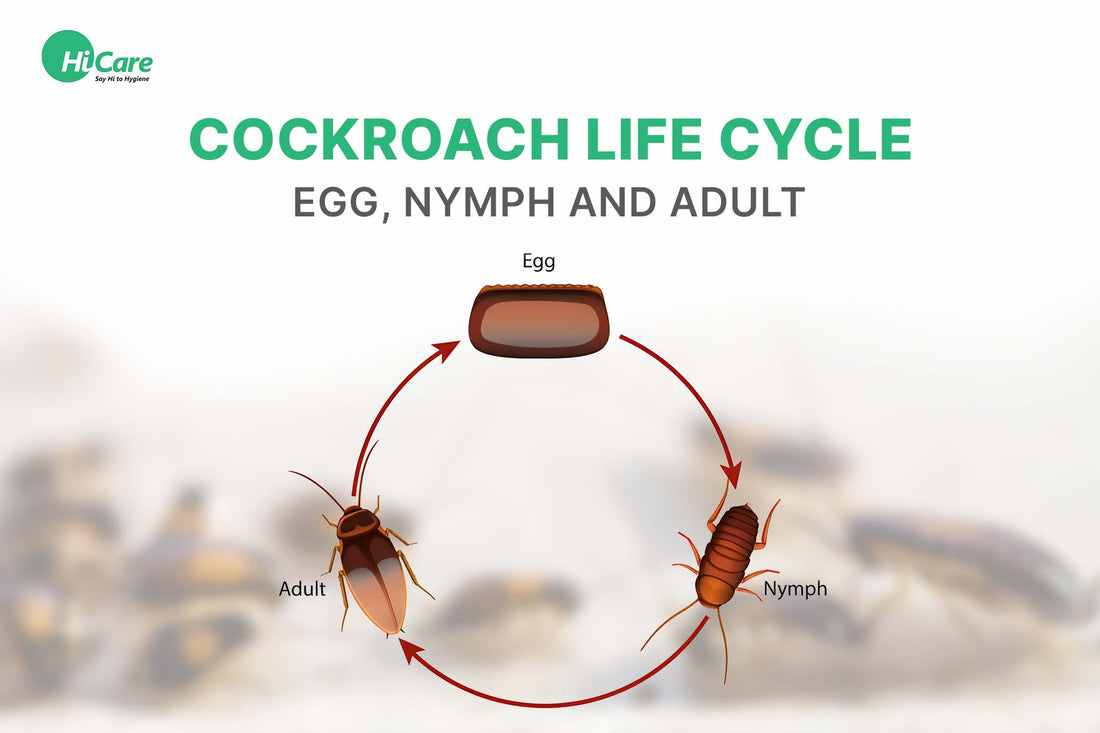 Cockroach Life Cycle - Egg, Nymph and Adult