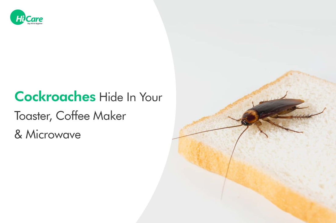 Cockroaches Hide In Your Toaster, Coffee Maker & Microwave