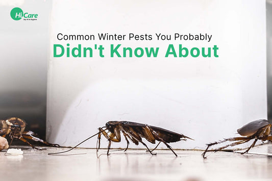 10 Common Winter Pests You Probably Didn't Know About