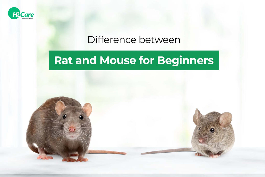 Difference between Rat and Mouse for Beginners