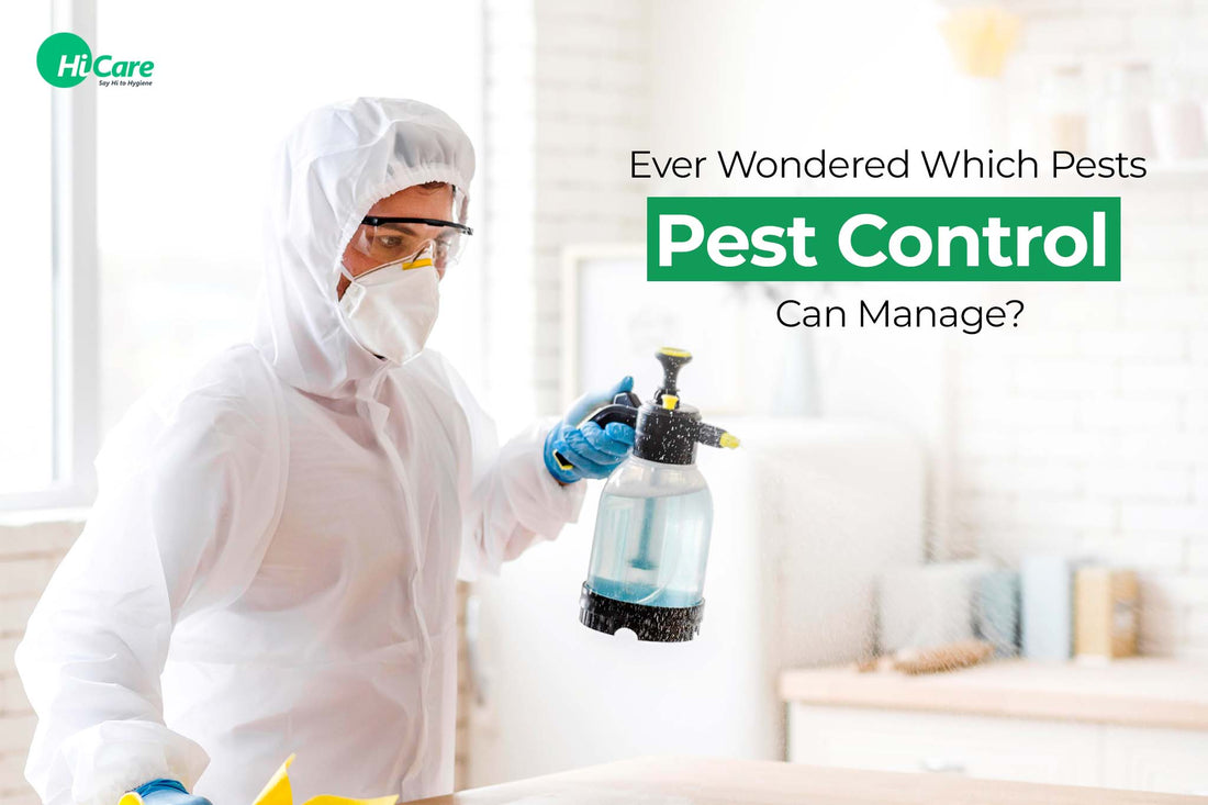 Ever Wondered Which Pests 'Pest Control' Can Manage?