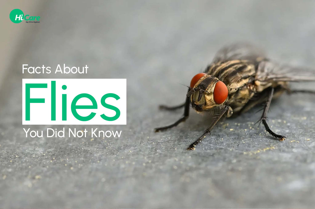 Facts about Flies You Did Not Know