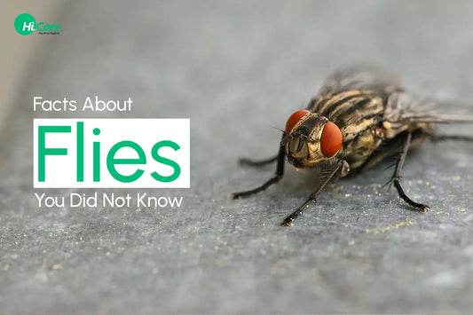 Facts about Flies You Did Not Know