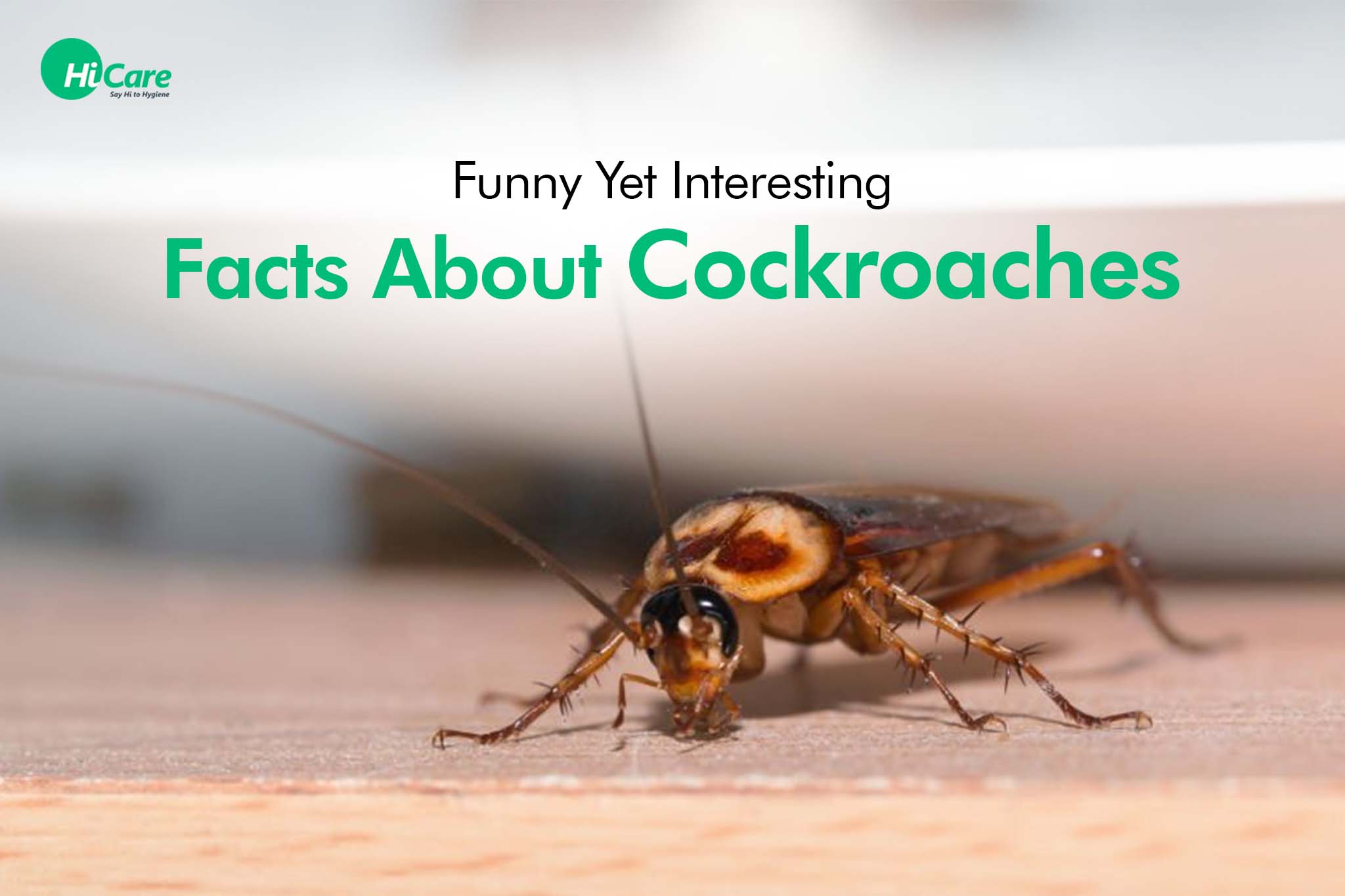 Cockroach Fun Facts 5 Funny Yet Interesting Facts About Cockroaches – HiCare (A Rentokil ...