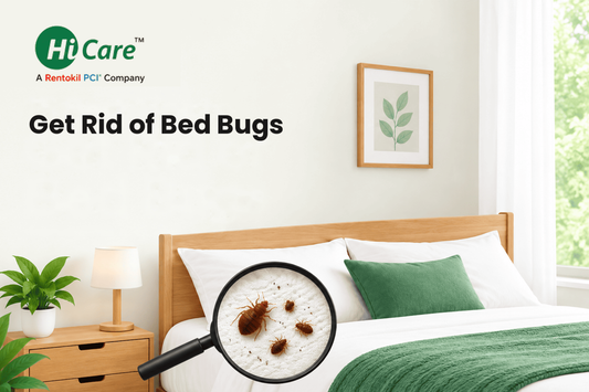Get rid of bed bugs with effective bed bug pest control for a clean and comfortable bedroom