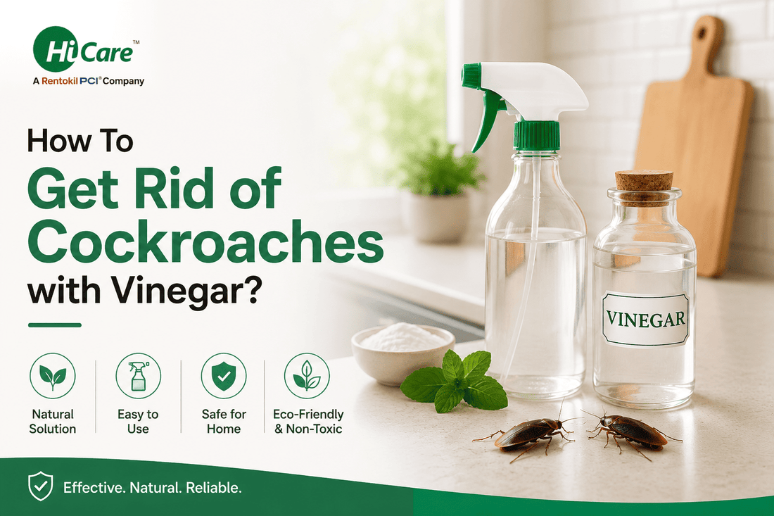 Get rid of cockroaches with vinegar