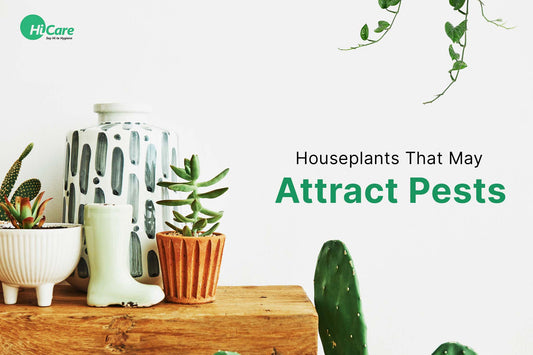 Houseplants That May Attract Pests