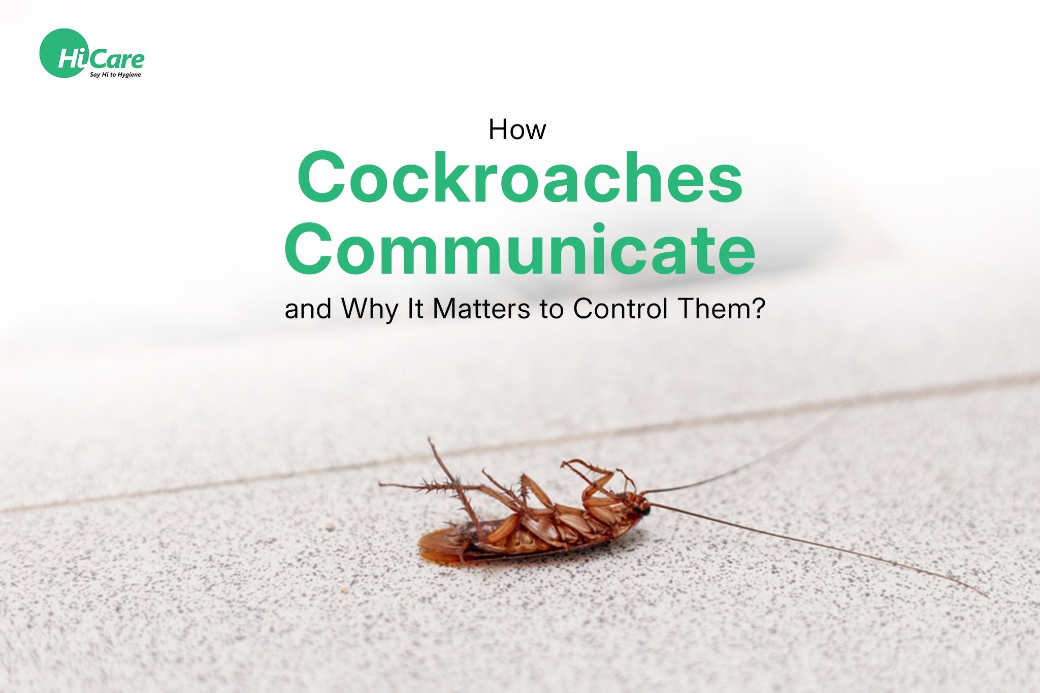 Best Insights on Cockroach Communication and Why It Matters to Control ...