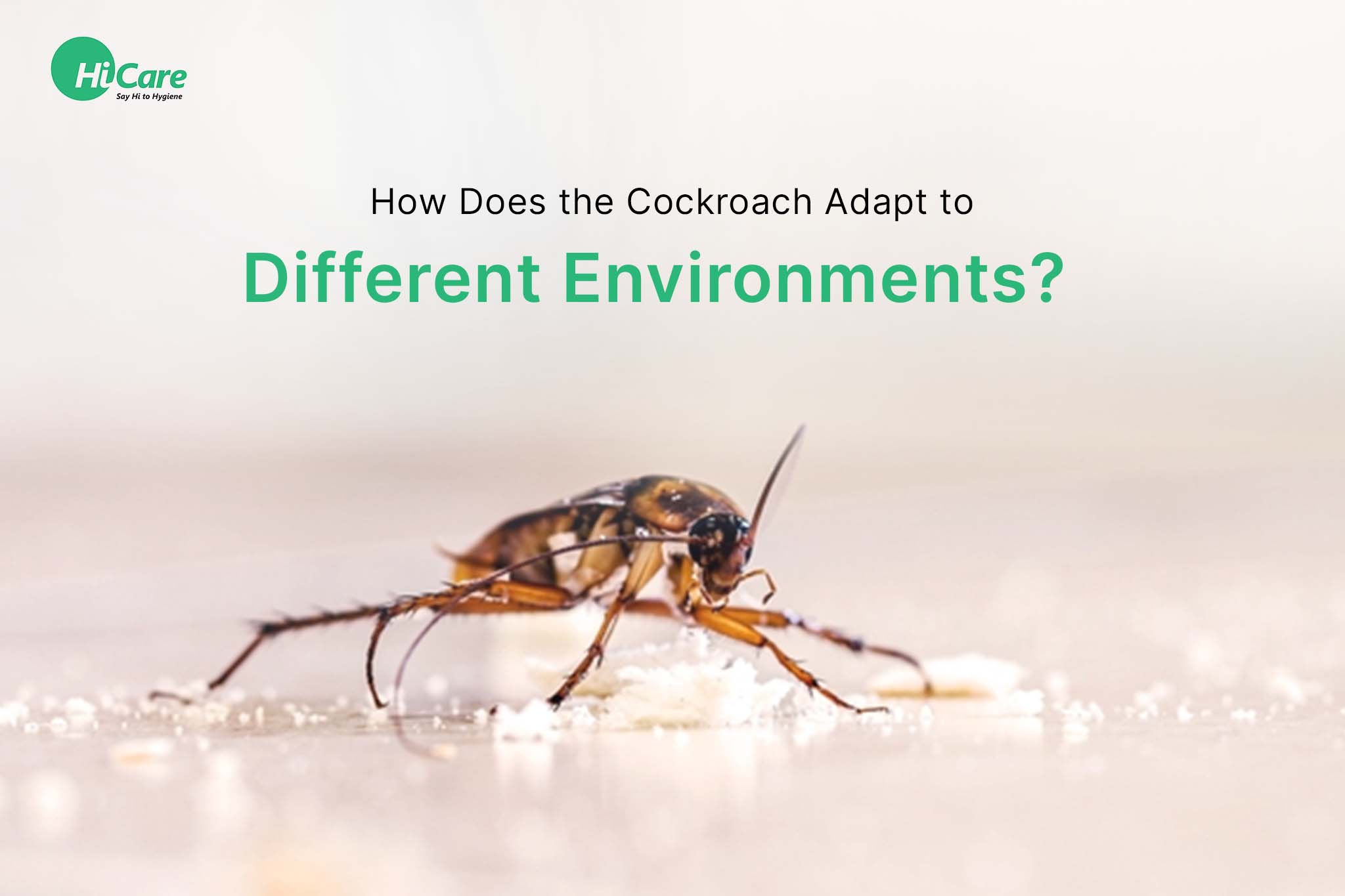 How Cockroaches Adapt to Different Environments? | HiCare – HiCare (A ...