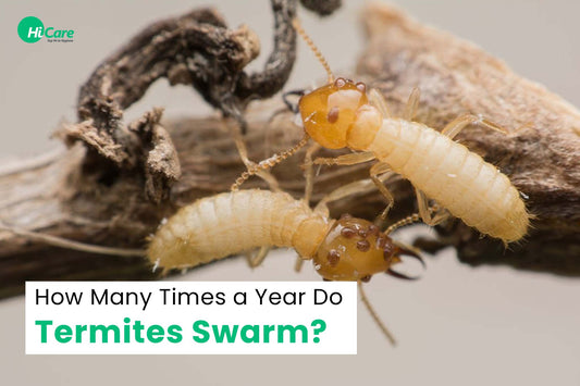 How Many Times a Year Do Termites Swarm?