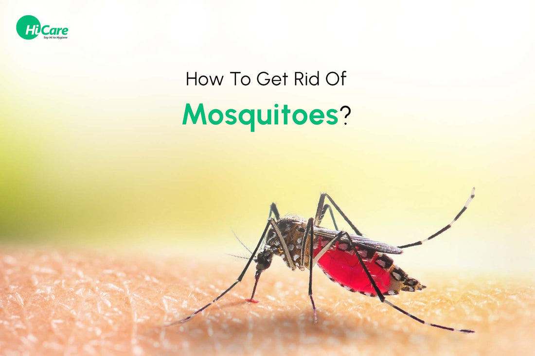 How To Get Rid Of Mosquitoes