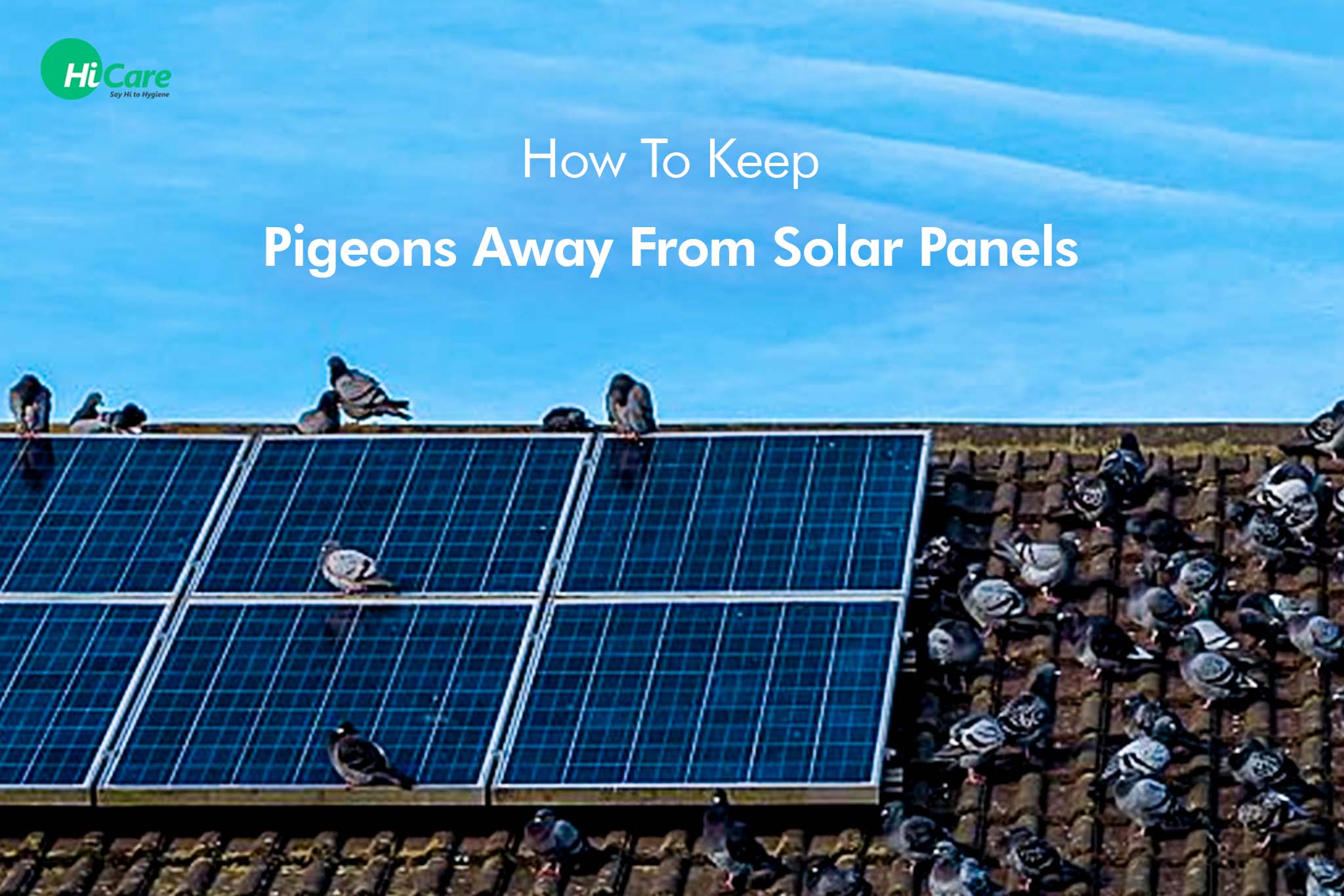 4 Important Tips To Keep Pigeons Away From Solar Panels | HiCare ...