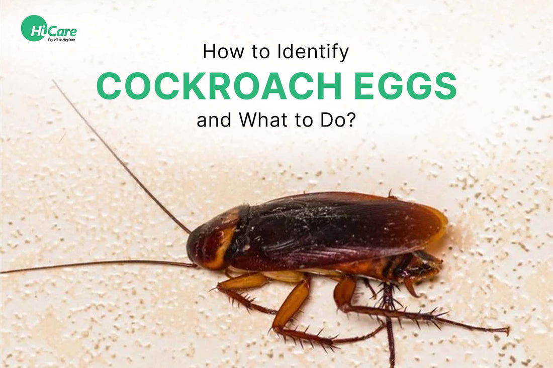 How to Identify Cockroach Eggs and What to Do?