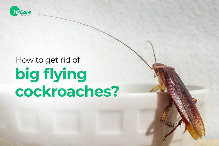 How to get rid of big flying cockroaches at Home – HiCare (A Rentokil ...