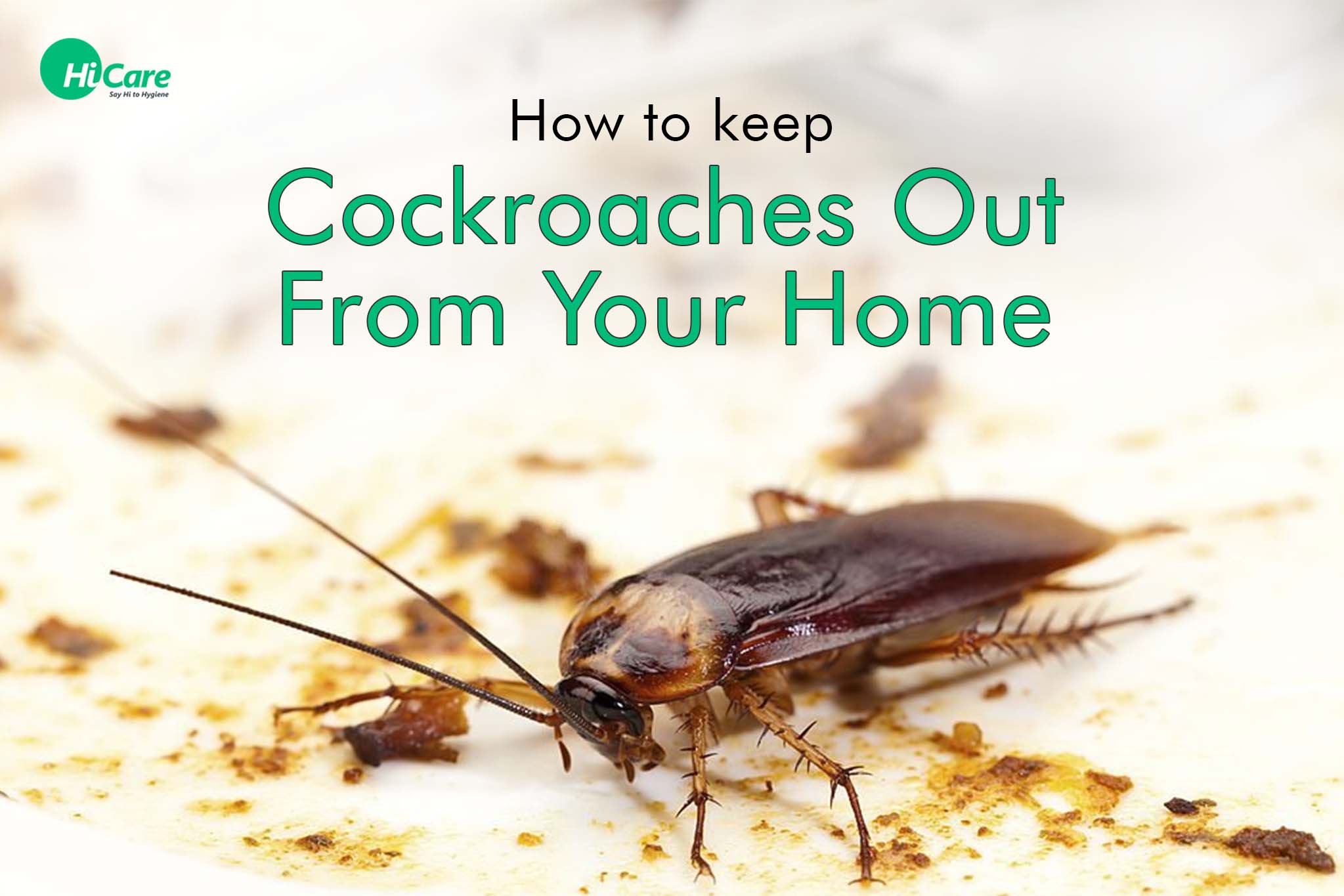 How to Remove Cockroaches from Your Home | HiCare – HiCare (A Rentokil ...