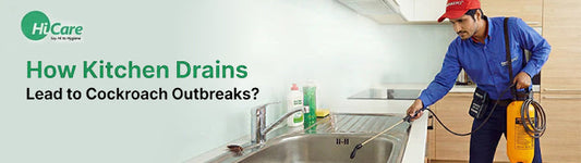How Kitchen Drains Lead to Cockroach Outbreaks?