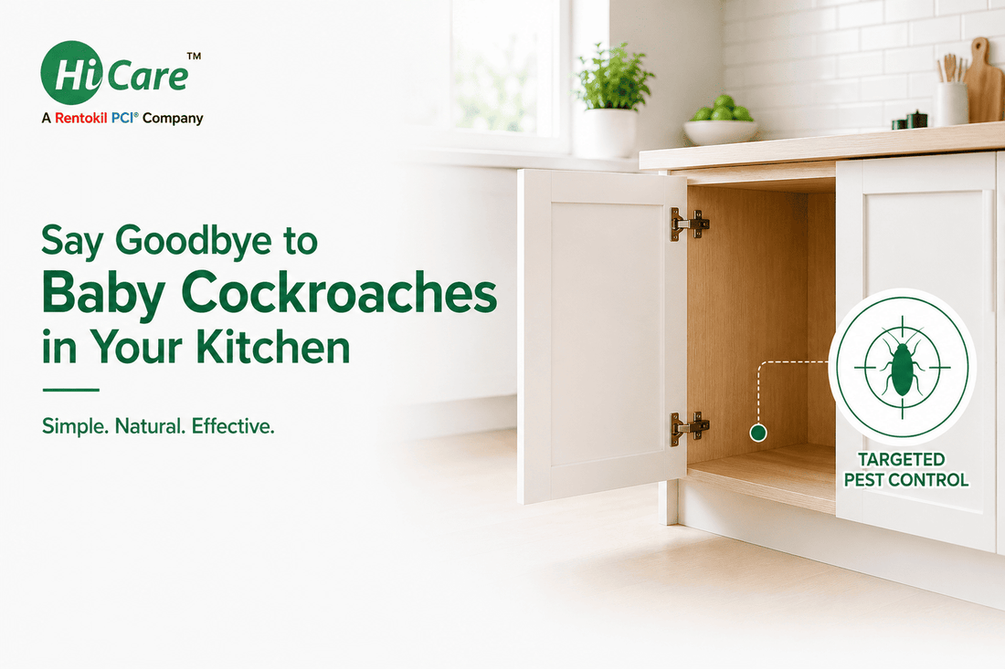 Baby cockroaches in kitchen