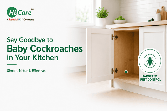 Baby cockroaches in kitchen