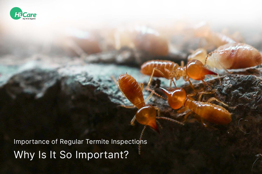 Importance of Regular Termite Inspections - Why Is It So Important?