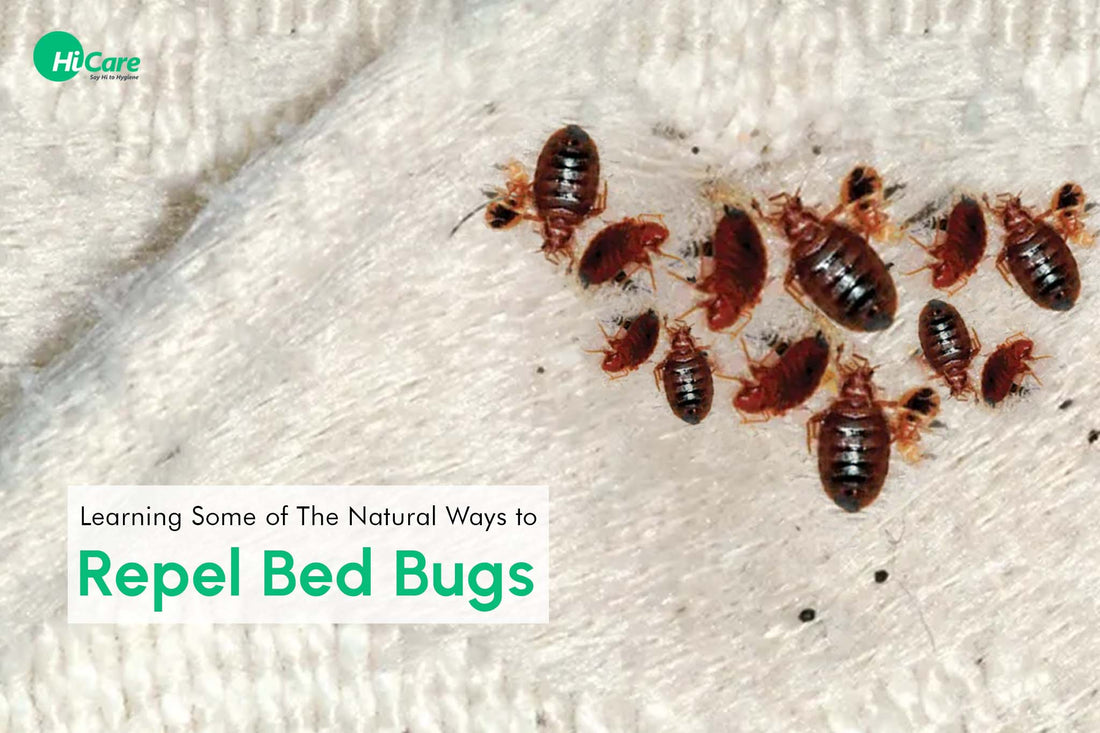 What are the Best Natural Ways to Repel Bed Bugs from Home?