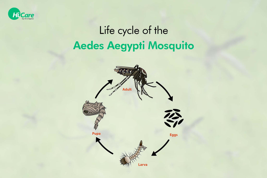 Life Cycle of the Aedes Aegypti Mosquito