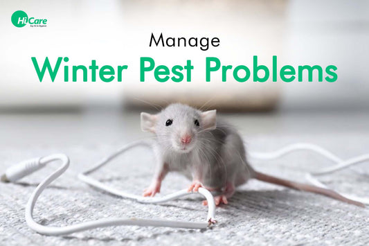 Manage Winter Pest Problems | HiCare Pest Control